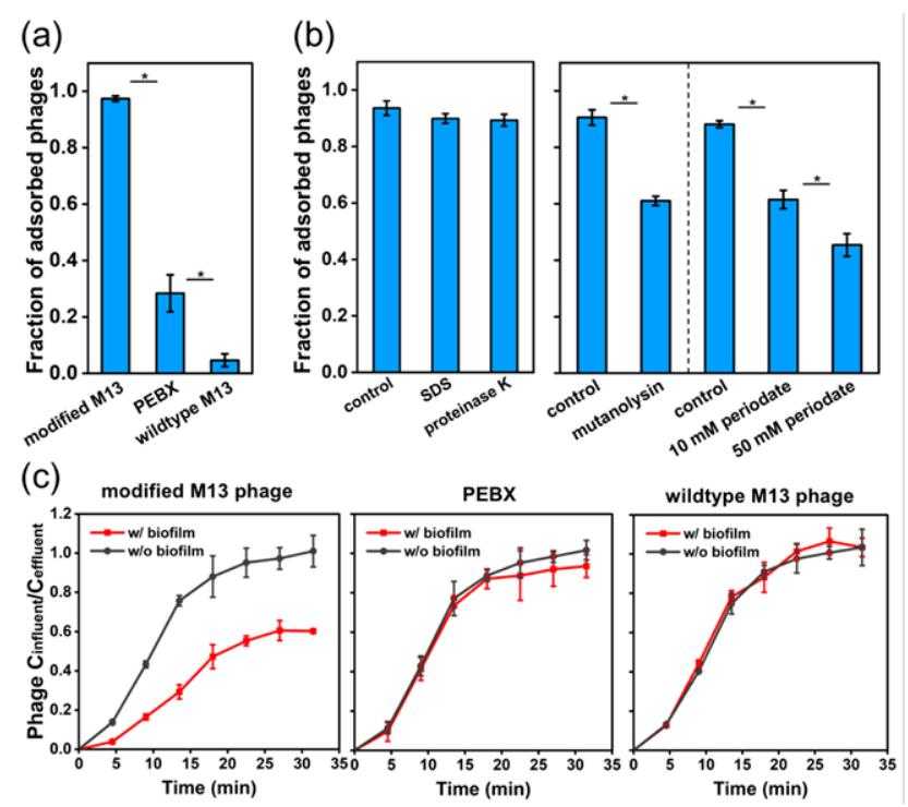 pVIII修饰后的M13噬菌体对P. aeruginosa细胞和生物膜的亲和力显著提高