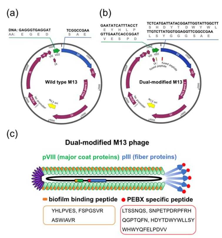 M13噬菌体的编辑和肽链展示