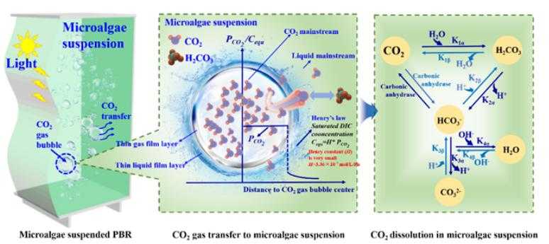气相CO2向微藻培养液的溶解传质过程