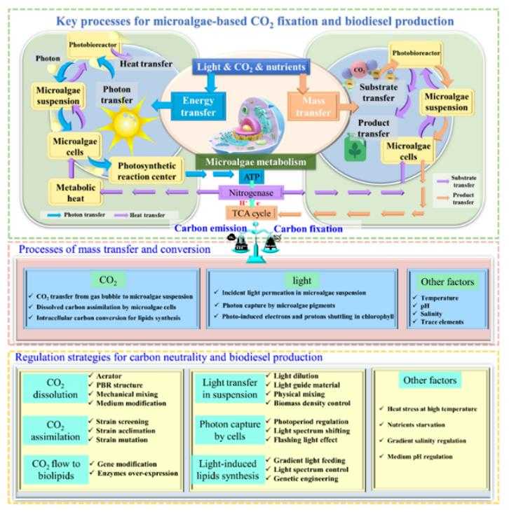 基于微藻的CO2固定和脂质生产的关键因素和相关过程