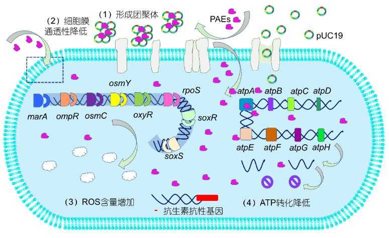 PAEs抑制大肠杆菌感受态细胞转化ARGs的作用机制